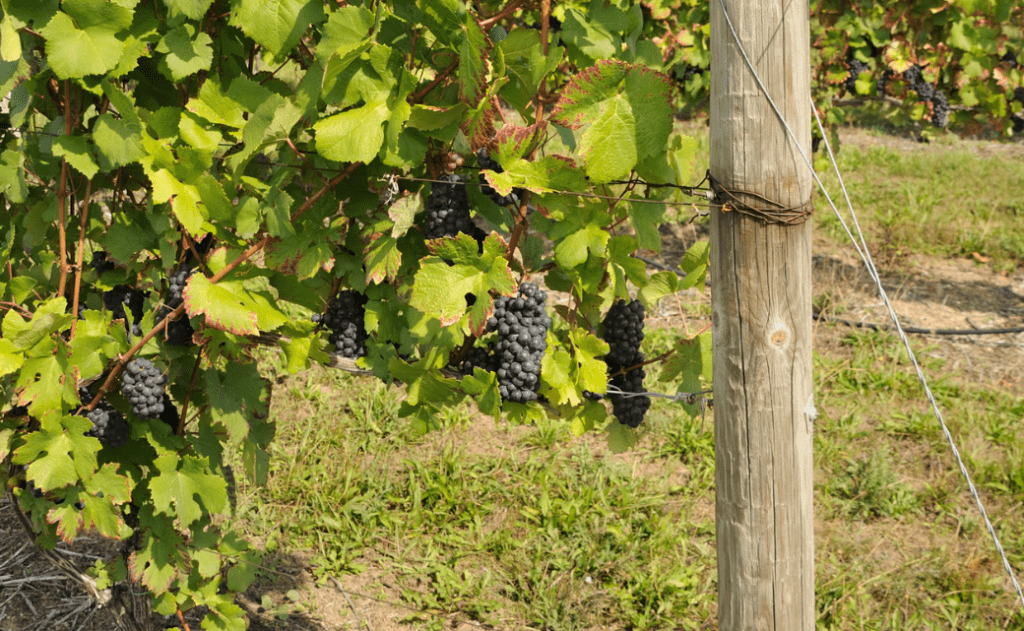 From Vine To Pure Michigan Wine:  How Growers, Producers And Retailers Are Regulated